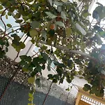 Eagle's Nest *