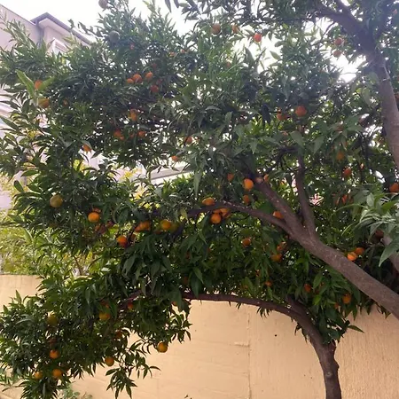 Eagle's Nest * Shkodër